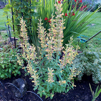 Agastache Kudos Series Gold