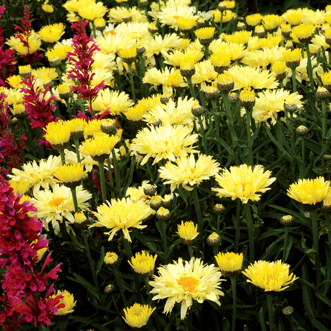 Leucanthemum X Superbum Goldfinch Pp24499 Shasta Daisy