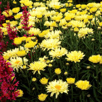 Leucanthemum X Superbum Goldfinch Pp24499 Shasta Daisy