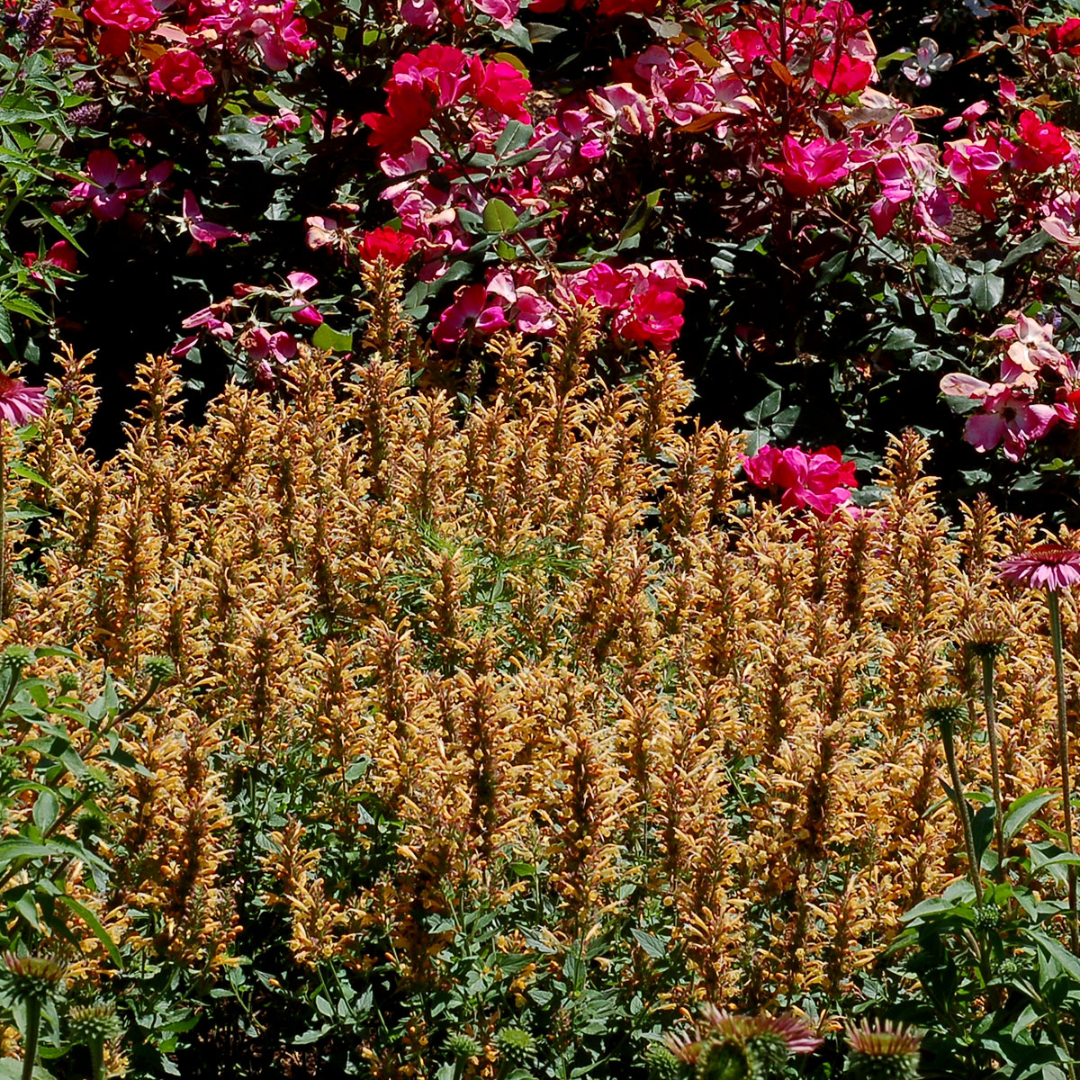 Agastache Kudos Series Gold