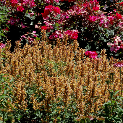 Agastache Kudos Series Gold