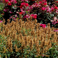 Agastache Kudos Series Gold