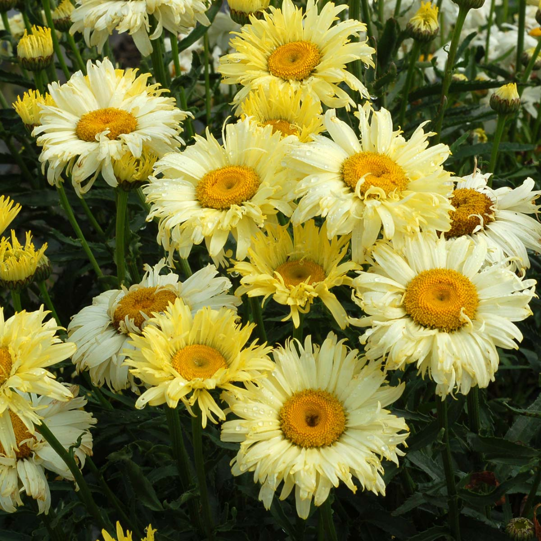 Leucanthemum X Superbum Goldfinch Pp24499 Shasta Daisy