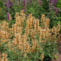 Agastache Kudos Series Gold