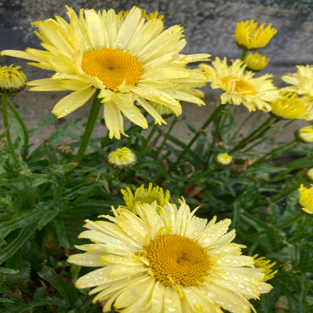 Leucanthemum X Superbum Goldfinch Pp24499 Shasta Daisy