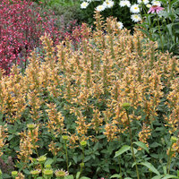 Agastache Kudos Series Gold