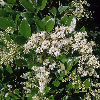 Ligustrum Japonicum Recurvifolium