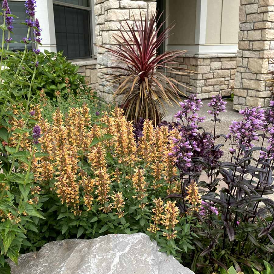 Agastache Kudos Series Gold