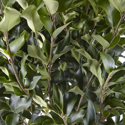 Ligustrum Japonicum Recurvifolium