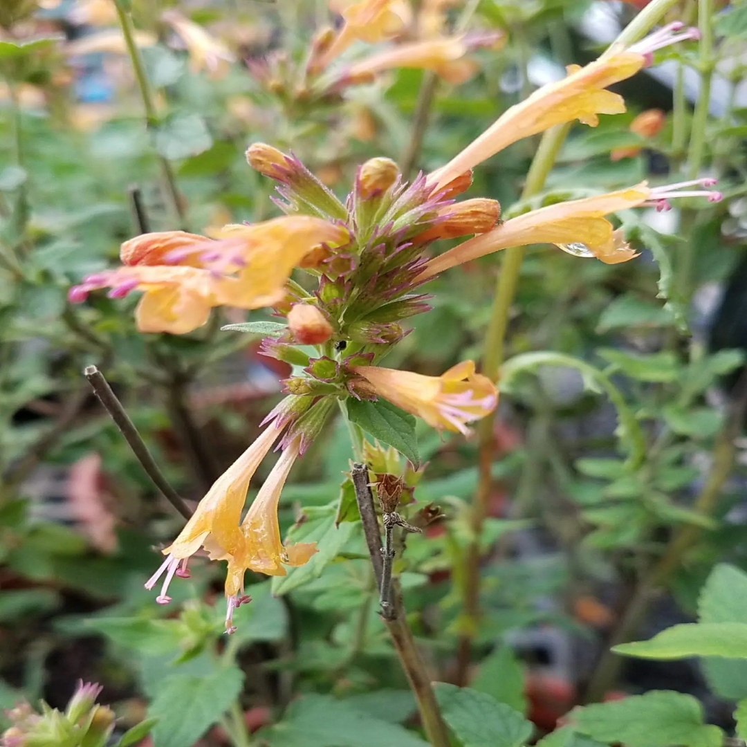 Agastache Kudos Series Gold