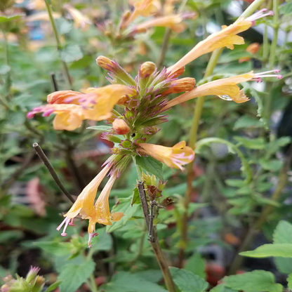 Agastache Kudos Series Gold