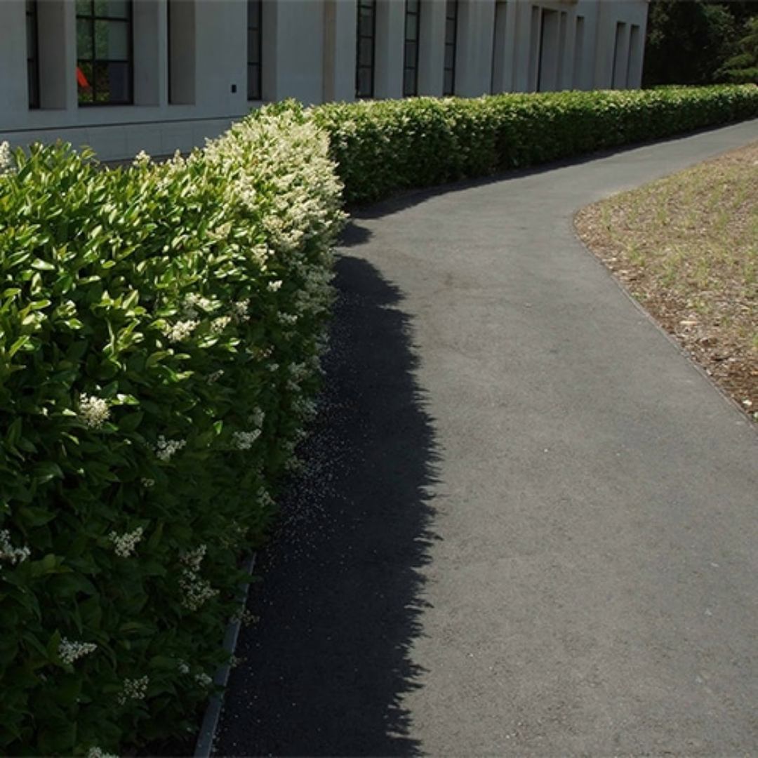 Ligustrum Japonicum Recurvifolium