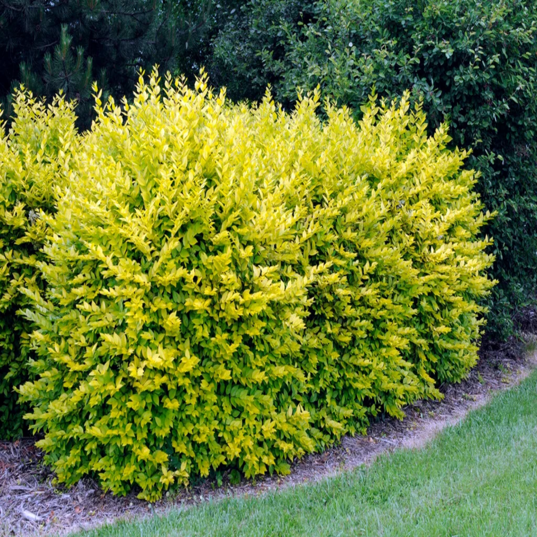 Golden Vicary Privet Or Golden Ligustrum