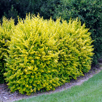 Golden Vicary Privet Or Golden Ligustrum