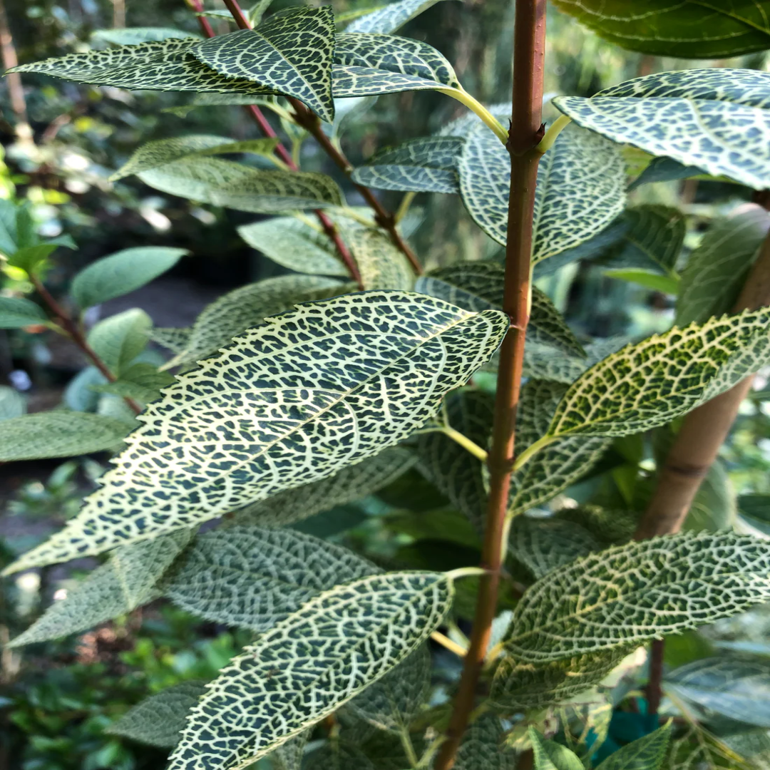 Forsythia" Kumson" Intricate Vein