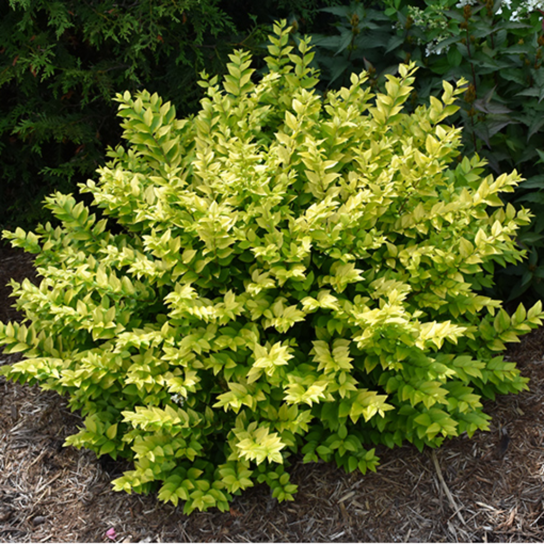 Golden Vicary Privet Or Golden Ligustrum