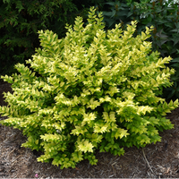 Golden Vicary Privet Or Golden Ligustrum