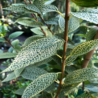 Forsythia" Kumson" Intricate Vein