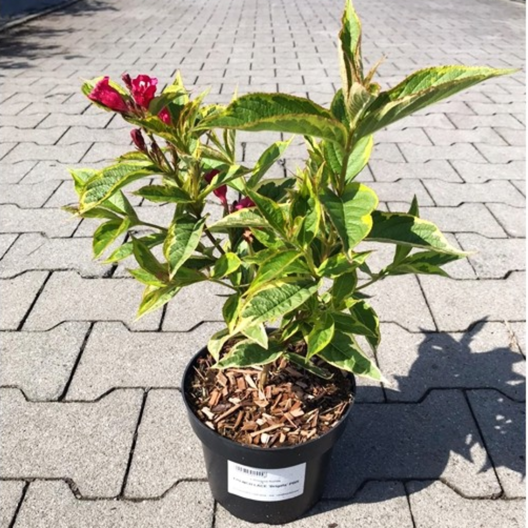 French Lace Weigela
