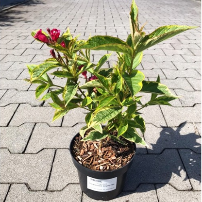 French Lace Weigela