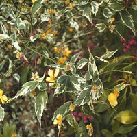 Variegated Japanese Kerria