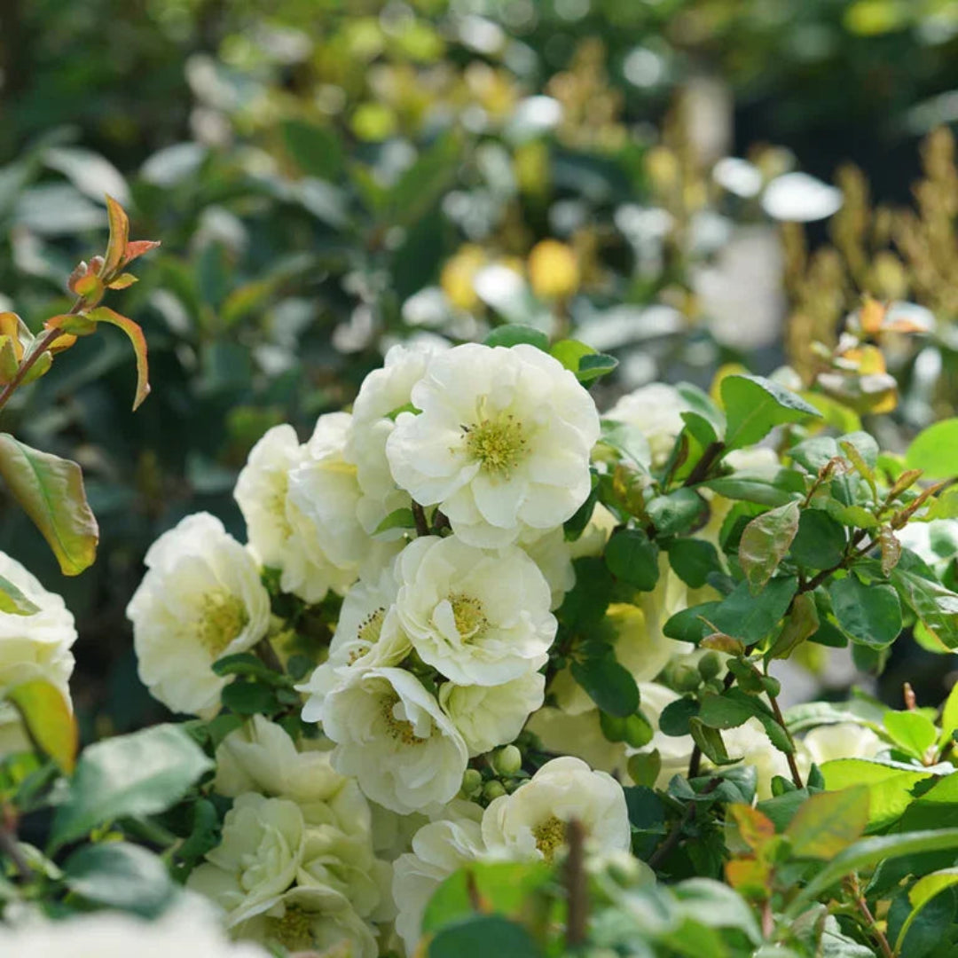 O Yashima Quince