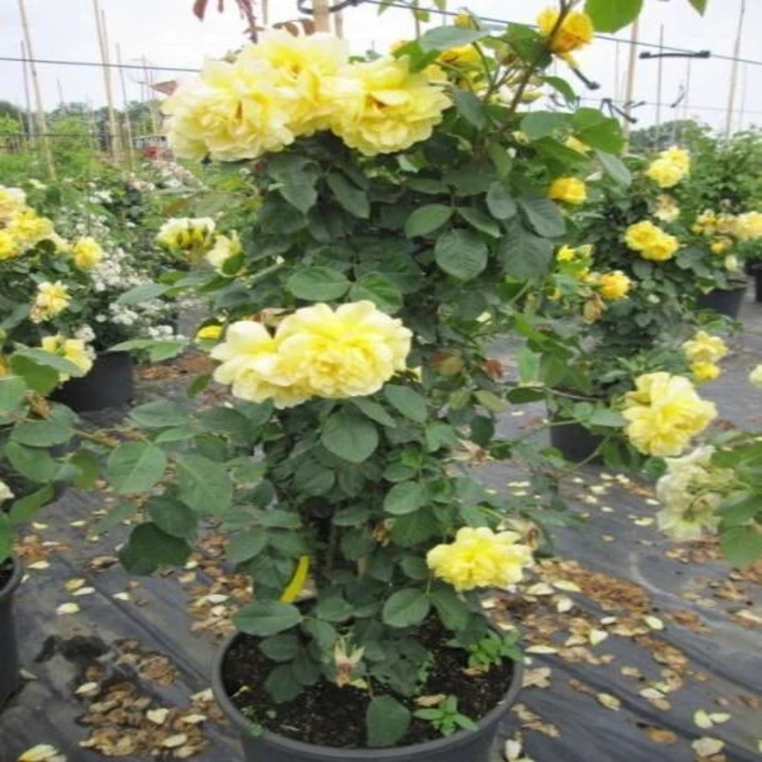 Yellow Climbing Rose Vine