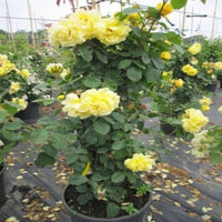 Yellow Climbing Rose Vine