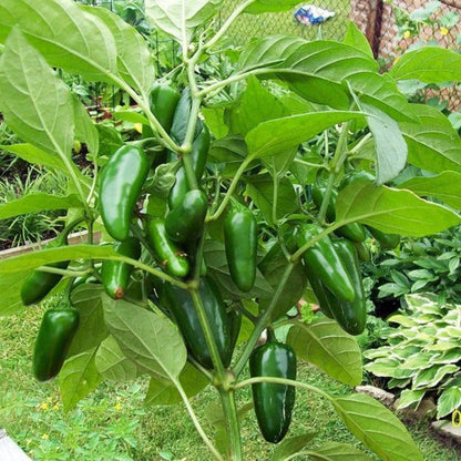 Jalapeño Pepper Plant