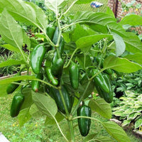 Jalapeño Pepper Plant