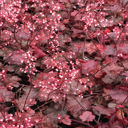 Heuchera &