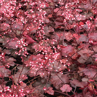 Heuchera 'Forever Red' Coral Bells