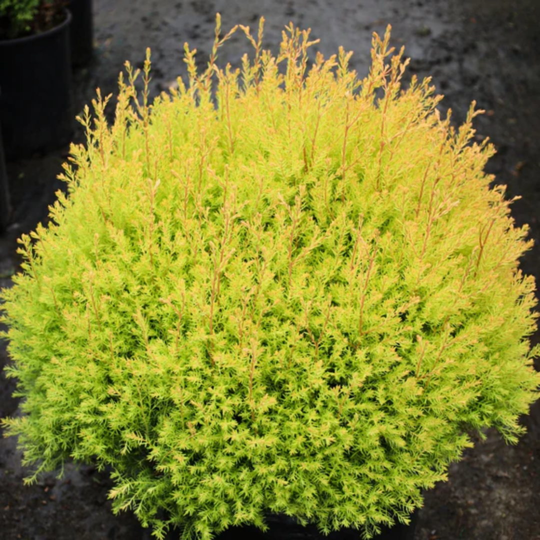 Thuja Rheingold Arborvitae