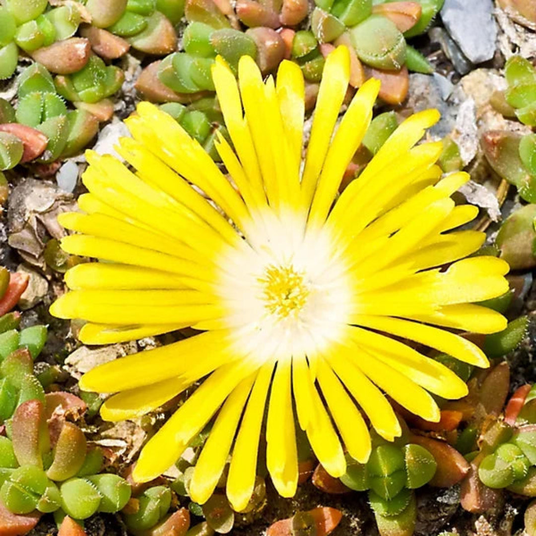 Delosperma Hotcakes® &