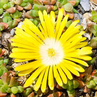Delosperma Hotcakes® 'Banana Blast' (Ice Plant) - [EG]