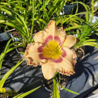 Hemerocallis Rainbow Rhythm 'King of the Ages' Daylily - [EG]