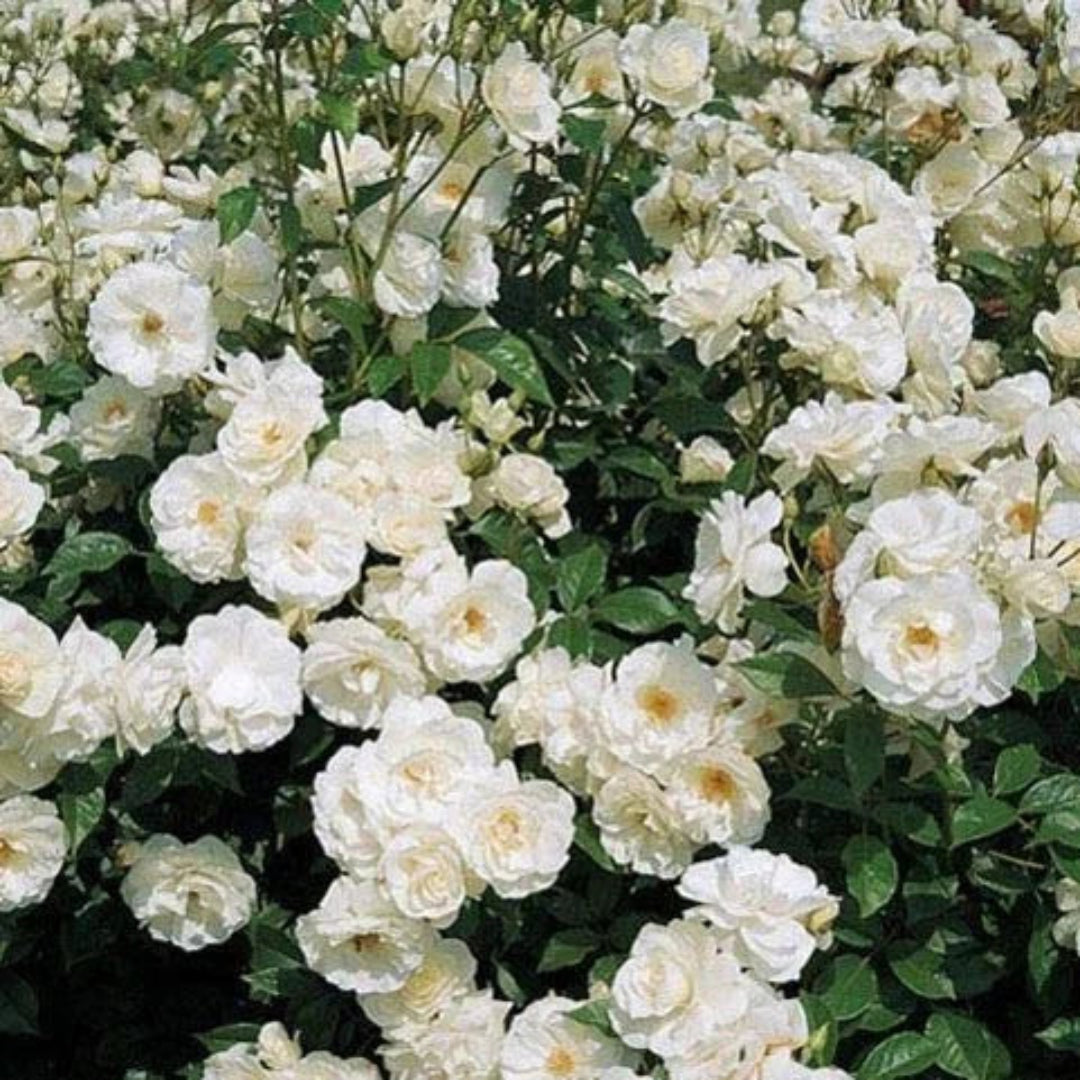 White  Climbing Rose Vine