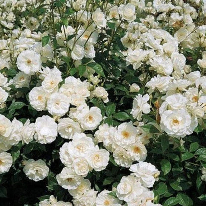White  Climbing Rose Vine