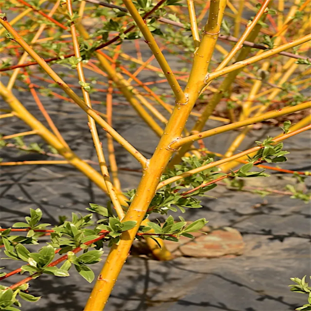 Flame Yellow Willow