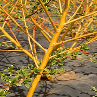 Flame Yellow Willow
