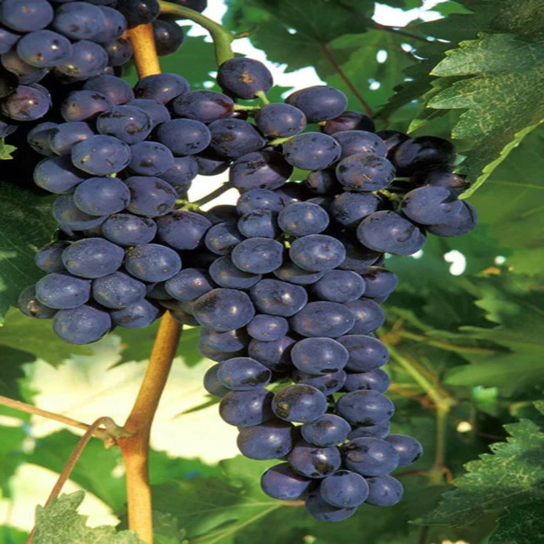 Concord grape plant showcasing leaf texture and natural growth for home growers