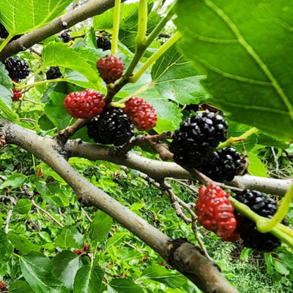 Russian Mulberry