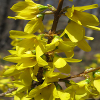 Forsythia" Kumson" Intricate Vein