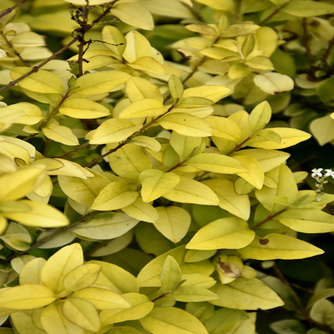Golden Vicary Privet Or Golden Ligustrum