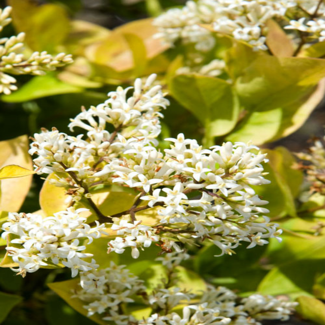 Golden Vicary Privet Or Golden Ligustrum