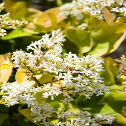 Golden Vicary Privet Or Golden Ligustrum