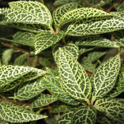 Forsythia" Kumson" Intricate Vein