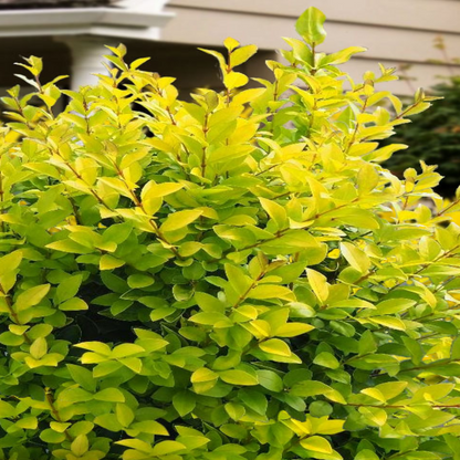 Golden Vicary Privet Or Golden Ligustrum