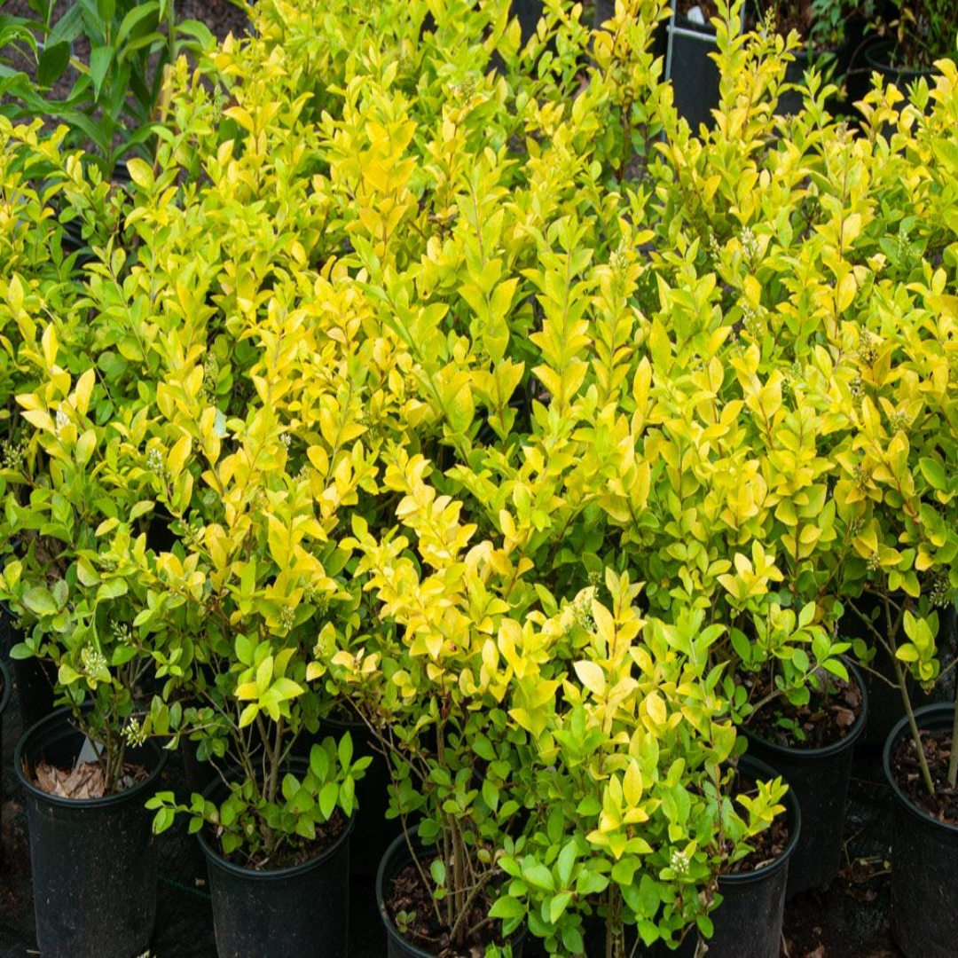 Golden Vicary Privet Or Golden Ligustrum