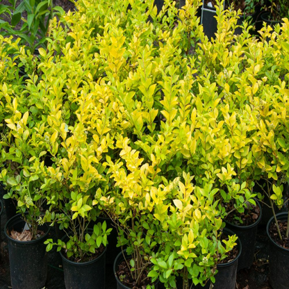 Golden Vicary Privet Or Golden Ligustrum